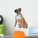 Boxer Dog Front White