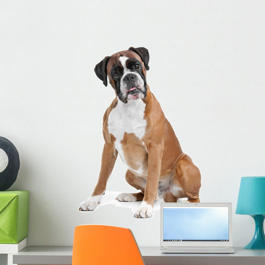 Boxer Dog Front White