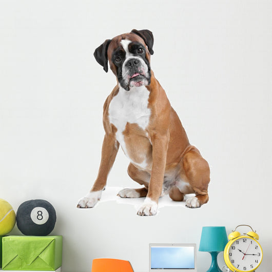 Boxer Dog Front White