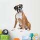 Boxer Dog Front White