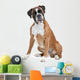 Boxer Dog Front White