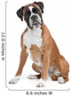Boxer Dog Front White