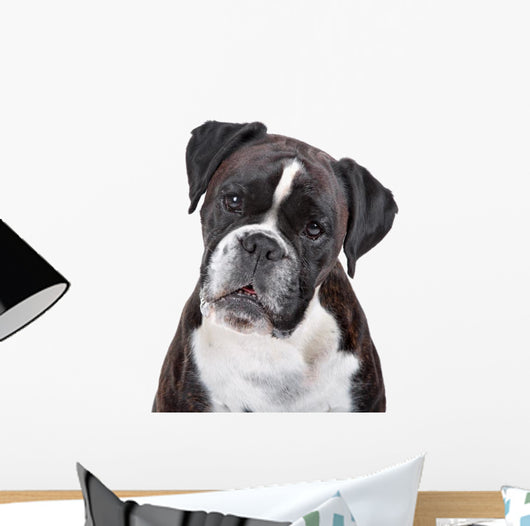 Boxer dog in front of a white background Wall Decal