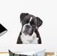 Boxer dog in front of a white background Wall Decal