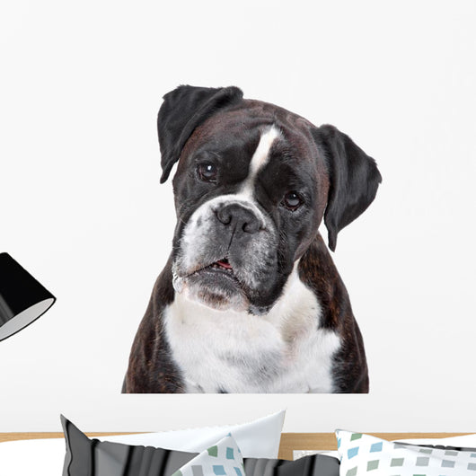 Boxer dog in front of a white background Wall Decal