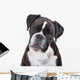 Boxer dog in front of a white background Wall Decal