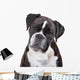 Boxer dog in front of a white background Wall Decal