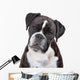 Boxer dog in front of a white background Wall Decal