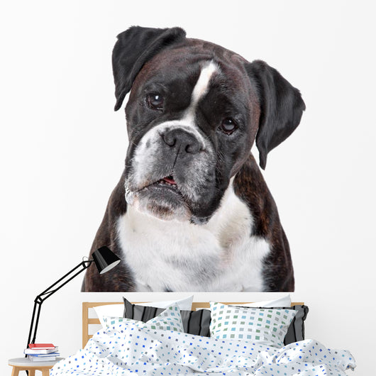 Boxer dog in front of a white background Wall Decal
