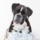 Boxer dog in front of a white background Wall Decal