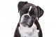Boxer dog in front of a white background Wall Decal