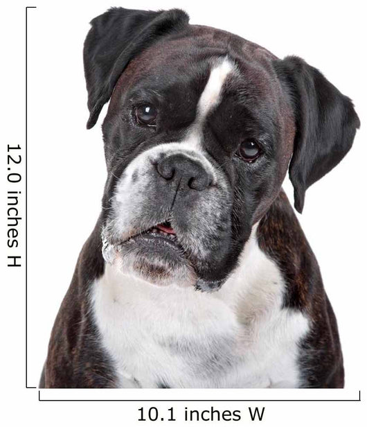 Boxer dog in front of a white background Wall Decal