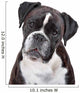 Boxer dog in front of a white background Wall Decal