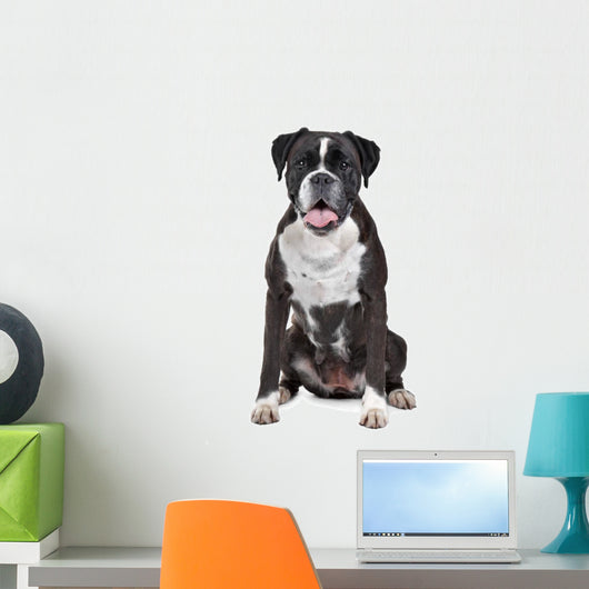 Boxer dog in front of a white background Wall Decal
