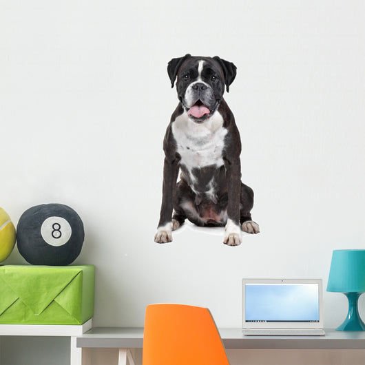 Boxer dog in front of a white background Wall Decal