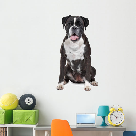 Boxer dog in front of a white background Wall Decal