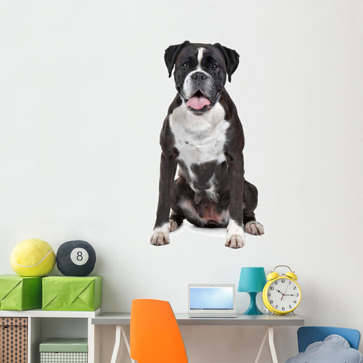Boxer dog in front of a white background Wall Decal