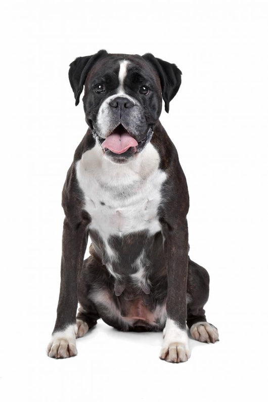 Boxer dog in front of a white background Wall Decal