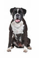 Boxer dog in front of a white background Wall Decal