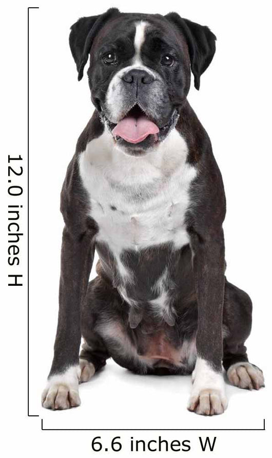 Boxer dog in front of a white background Wall Decal