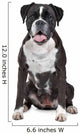 Boxer dog in front of a white background Wall Decal