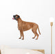 Boxer dog in front of a white background Wall Decal