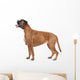 Boxer dog in front of a white background Wall Decal
