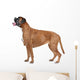 Boxer dog in front of a white background Wall Decal