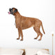 Boxer dog in front of a white background Wall Decal