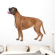 Boxer dog in front of a white background Wall Decal