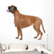 Boxer dog in front of a white background Wall Decal