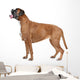 Boxer dog in front of a white background Wall Decal