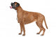 Boxer dog in front of a white background Wall Decal