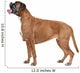 Boxer dog in front of a white background Wall Decal