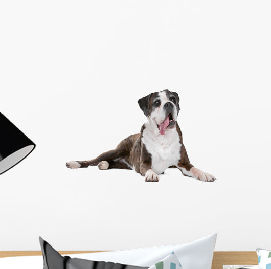 Boxer dog in front of a white background Wall Decal