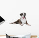 Boxer dog in front of a white background Wall Decal