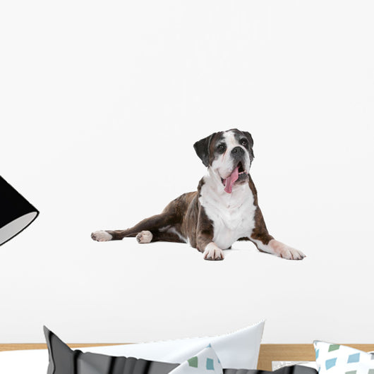 Boxer dog in front of a white background Wall Decal