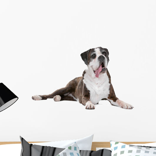 Boxer dog in front of a white background Wall Decal