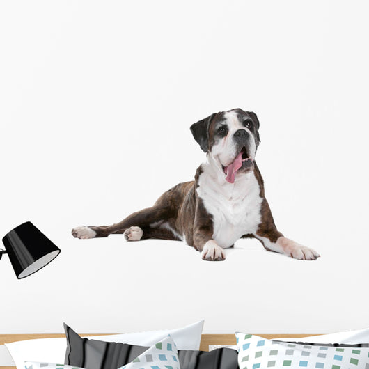 Boxer dog in front of a white background Wall Decal