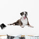 Boxer dog in front of a white background Wall Decal