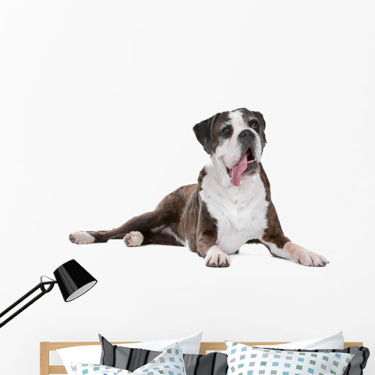 Boxer dog in front of a white background Wall Decal