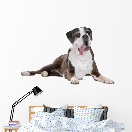 Boxer dog in front of a white background Wall Decal