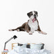 Boxer dog in front of a white background Wall Decal