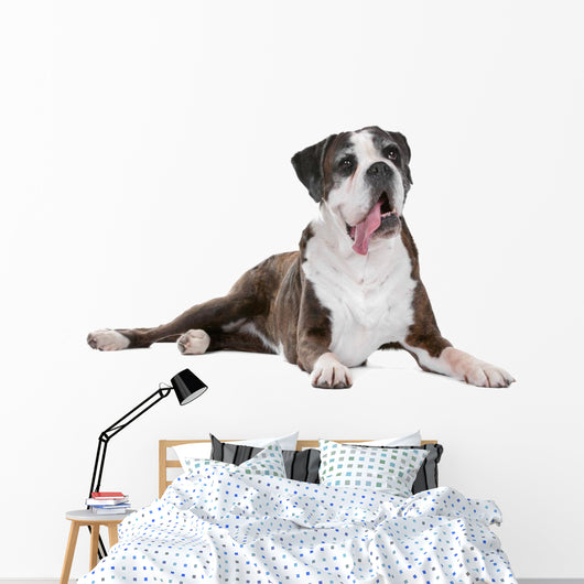 Boxer dog in front of a white background Wall Decal