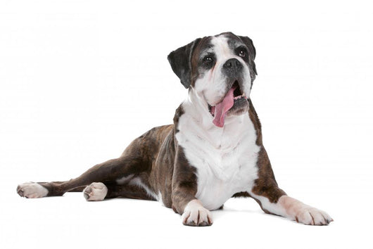Boxer dog in front of a white background Wall Decal