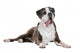 Boxer dog in front of a white background Wall Decal
