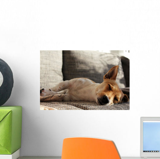 Jack Russell Terrier macht Mittagsschläfchen Wall Mural