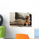 Jack Russell Terrier macht Mittagsschläfchen Wall Mural