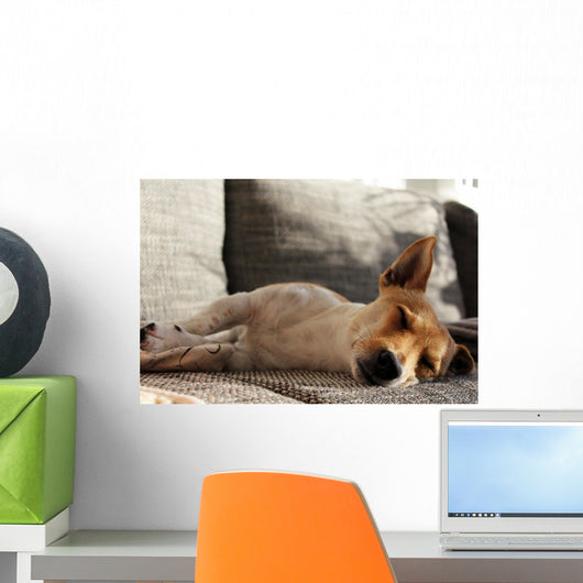 Jack Russell Terrier macht Mittagsschläfchen Wall Mural