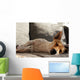 Jack Russell Terrier macht Mittagsschläfchen Wall Mural